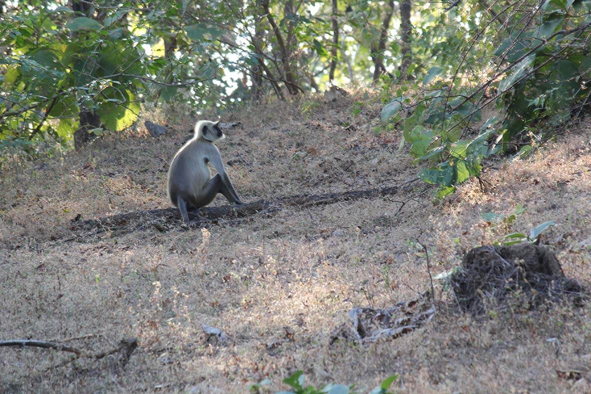 langoor