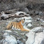 tiger