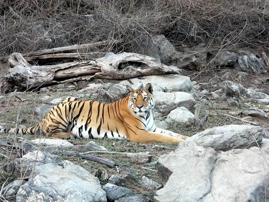 tiger