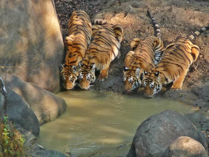 news-tigers